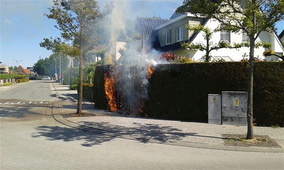 Haag in brand in Cijnsstraat - Pelt