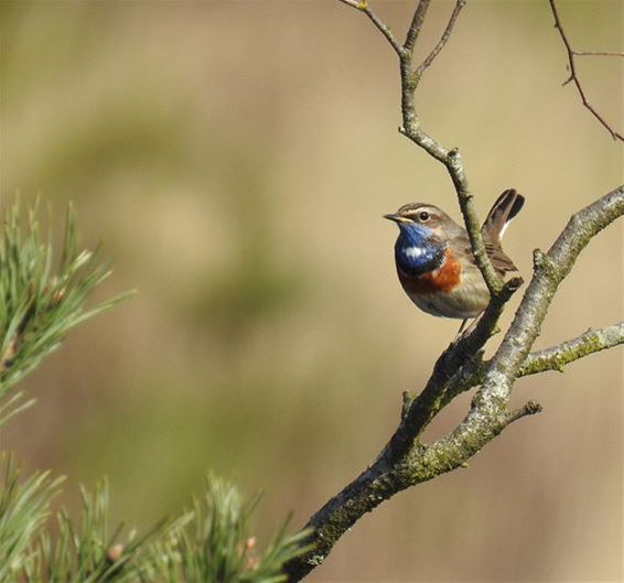 Hageven 'natuurgebied van de maand' - Neerpelt