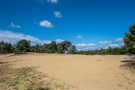 Hakhoutbeheer keert terug op duinhellingen - Hechtel-Eksel