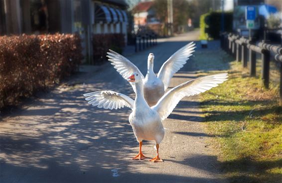 Hallo, hier zijn we dan - Lommel