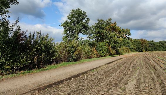 Hamont-Achel blaast hakhoutbeheer nieuw leven in - Hamont-Achel