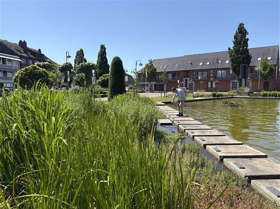 Hamont-Achel toont groene ambities aan jury - Lommel