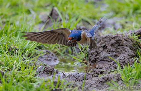 Hardwerkende boerenzwaluwen aan de slag - Pelt