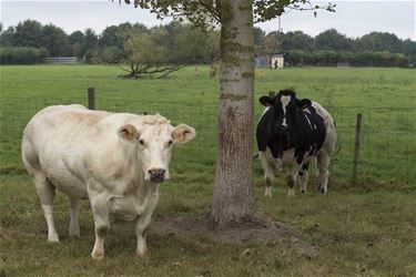 Haspengouw Beef exclusief bij Geyskens Beringen - Beringen
