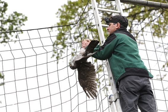 Havik gered uit voetbalnet - Peer & Oudsbergen