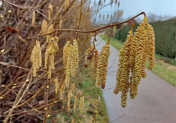 Hazelaar in bloei: voorbode van de lente? - Peer
