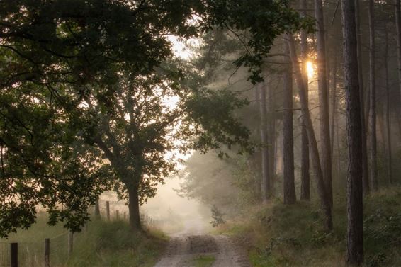 ...heeft goud in de mond - Lommel