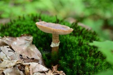 Heerlijk herfstweer - Beringen & Leopoldsburg