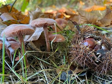 Heerlijk herfstweer - Beringen