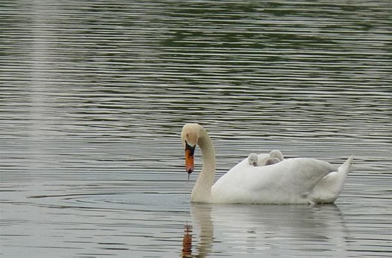 Heerlijk op de rug van mama - Neerpelt