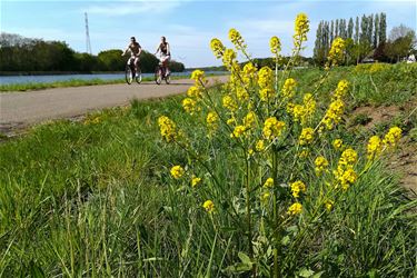 Heerlijke lente - Beringen