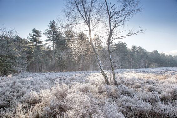 Heide-Heuvel onder de rijm - Lommel