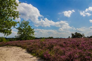 Heide in bloei - Beringen