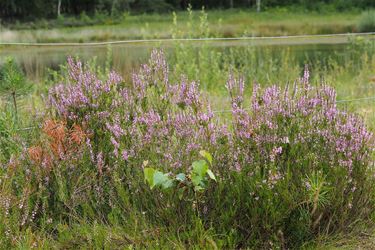 Heide in bloei - Beringen