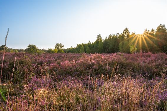 Heide in Oudsbergen op haar mooist - Oudsbergen