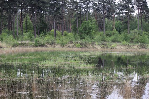 Heide komt terug in de Beverbeekse Heide - Hamont-Achel