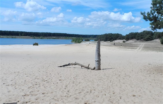 Heide, schapen en eik in de Sahara - Lommel