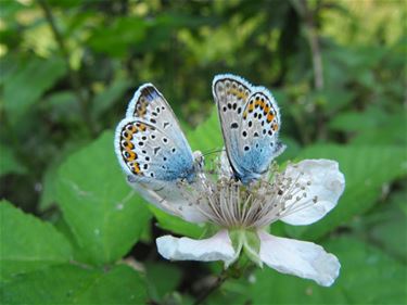 Heideblauwtjes in Bosland - Hechtel-Eksel