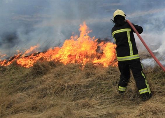 Heidebrand op militair schietveld - Houthalen-Helchteren & Oudsbergen