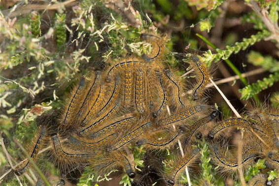 Heideringelrups op de Balimheide - Lommel