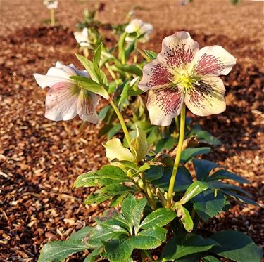 Helleborus - Beringen & Leopoldsburg