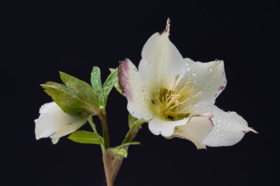 Helleborussen brengen winterkleur in de tuin - Hamont-Achel