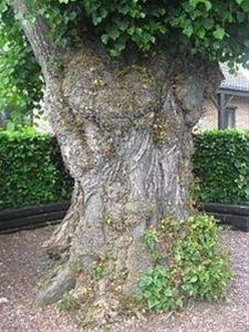 Help de boom - Neerpelt