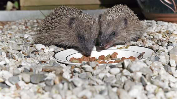 Help de dieren in deze weersomstandigheden - Lommel