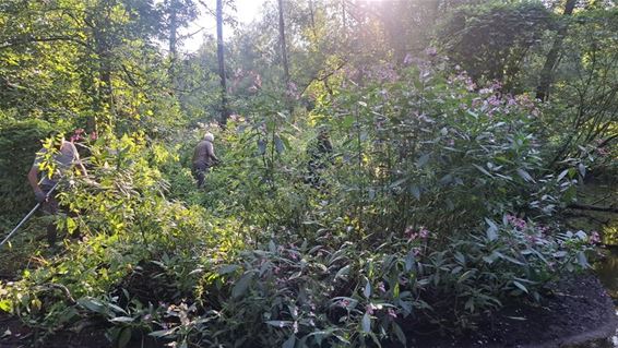 Help de natuur een handje langs de Abeek - Peer & Oudsbergen