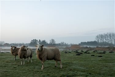 'Help de natuur in De Zwarte Beek te beschermen' - Beringen