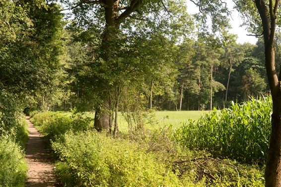 Heppen: Nachtzwaluwpad - Beringen