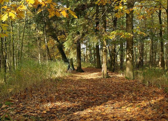 Herfst aan de Kettingbrug - Hamont-Achel