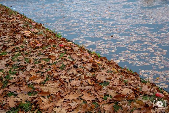 Herfst aan het kanaal - Pelt