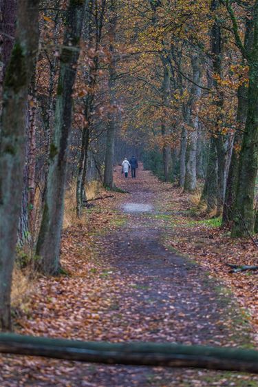 Herfst bijna ten einde - Beringen