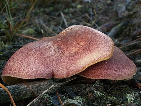 Herfst, dus paddenstoelen - Neerpelt
