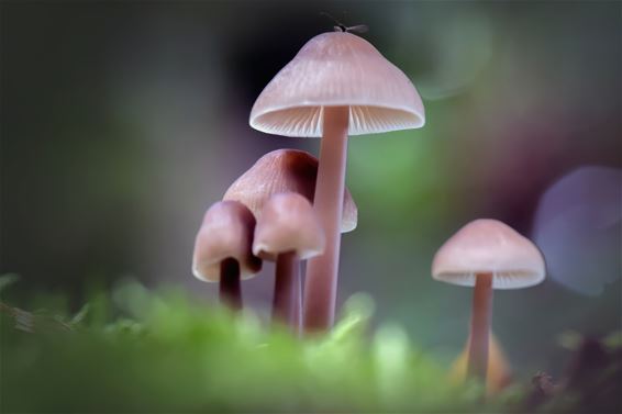 Herfst en paddenstoelen - Lommel