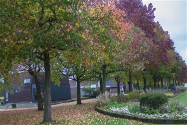 Herfst in alle kleuren - Beringen