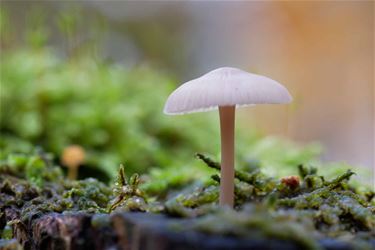 Herfst in beeld - Beringen & Leopoldsburg