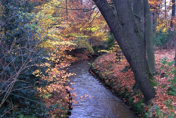 Herfst in de Hoekstraat... - Pelt