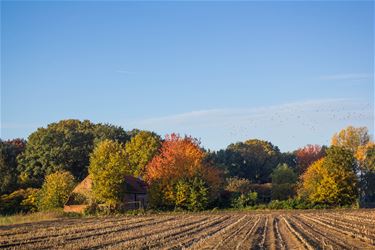 Herfst in de Motbemden - Beringen