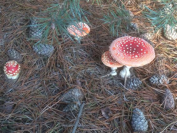 Herfst in de Sahara - Lommel