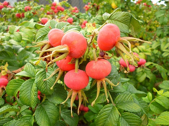 Herfst in de tuin - Meeuwen-Gruitrode