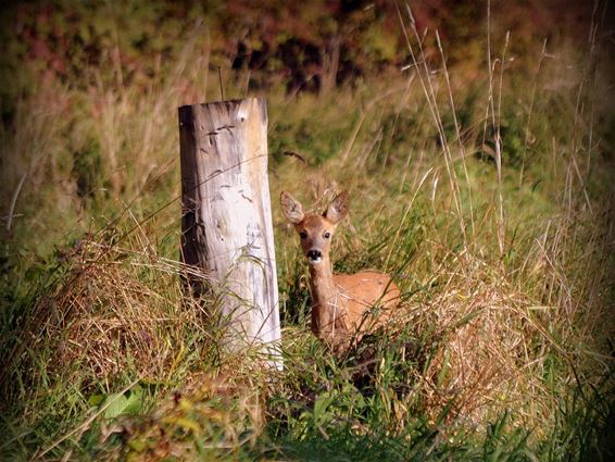 Herfst in de Wateringen - Lommel