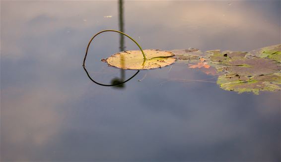 Herfst in Gelderhorsten - Lommel