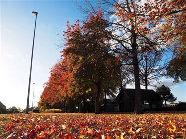 Herfst in geuren en kleuren - Beringen