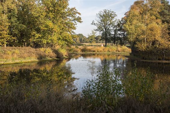 Herfst in het Heesakkerpark - Overpelt