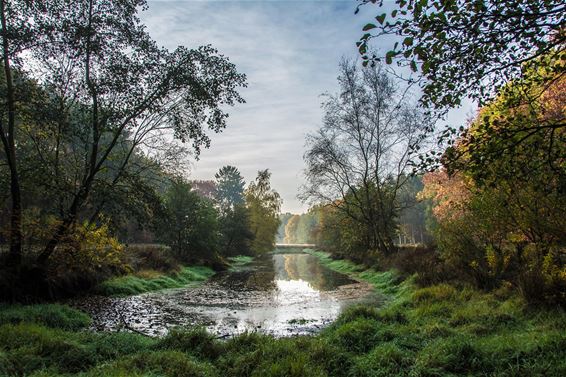 Herfst in het Hobos - Overpelt