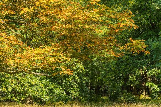 Herfst in het Hobos? - Overpelt