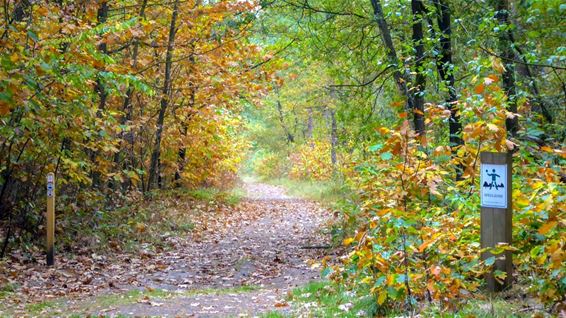 Herfst in het Hobos - Overpelt