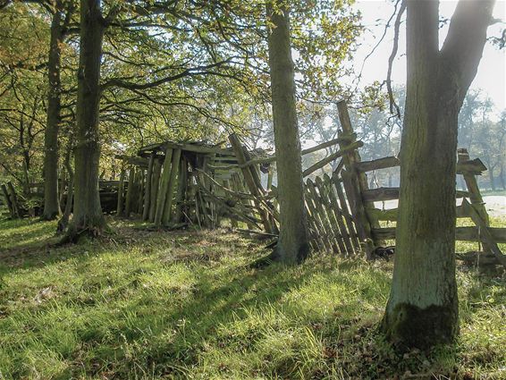 Herfst in het Hobos - Overpelt